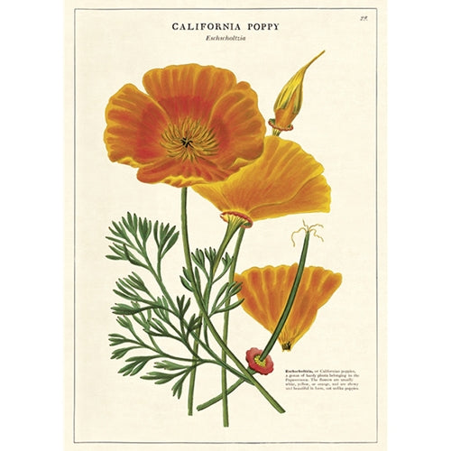 Print California Poppy 50x70cm