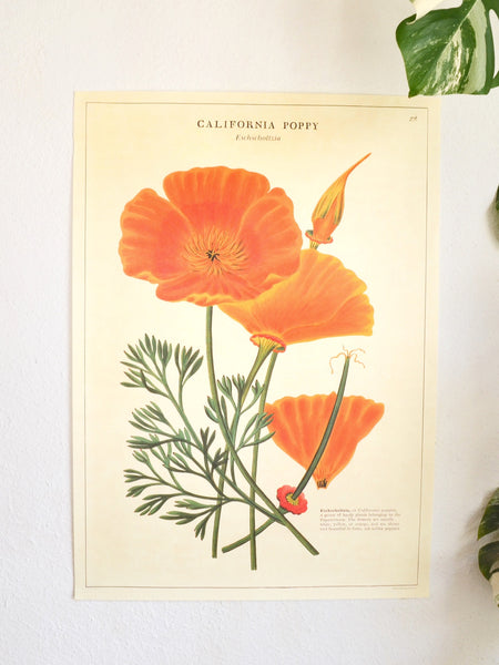 Print California Poppy 50x70cm